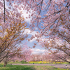 3～5分咲き、富山市内の桜　