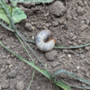 今日の1枚－庭の土から出てきた幼虫はコガネムシかカナブンか