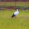 豊岡の夜の記憶は蘇らぬ、しかしコウノトリはしっかりと蘇っていた