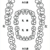 何が正しいの？タンパク質について -歯から考える-