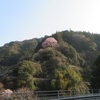 森の「桜」見頃の様です。