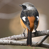 野鳥撮影始めです。もふもふの野鳥がいっぱいでした。