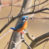 再び蟹ヶ谷公園で野鳥撮影。