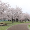 桜もいっぱい！城北中央公園に行ってきた