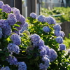 紫陽花の咲く街角①『東急世田谷線 三軒茶屋駅』