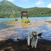 夏の想い出【犬連れ日帰りドライブ】【志賀高原】「大沼池」「四十八池湿原」長野県