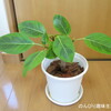 観葉植物はどこで買える？買えるところ7選をご紹介【初心者】