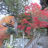 秋の総本山知恩院🙏🍁