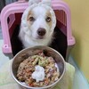 手作りベルごはん🐶🍚