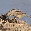 アリスイという鳥が爬虫類みたいな姿をしていた