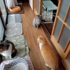 【順列】猫が４匹、１列に並んで日向ぼっこをします。