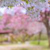 まだ楽しめる森林研の桜