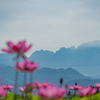 仏さんの顔とハスの花