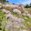 【京都】【桜】『善峯寺』に行ってきました。 女子旅 京都桜