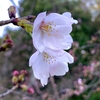 桜情報　3/23