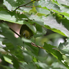 初夏の野鳥撮影