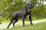 dog specialist xl bully cane corso