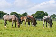 bird flu spreading horses