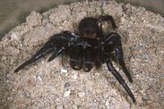 funnel web spider australia big boy deadly 