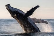 humpback whale sussex coast