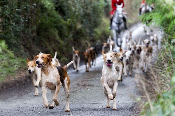 labour fox hunters fine crack down