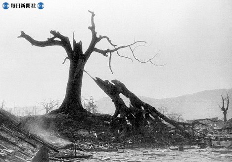 【広島】爆風により折れた広島城の楠の大木＝１９４５（昭和２０）年８月９日