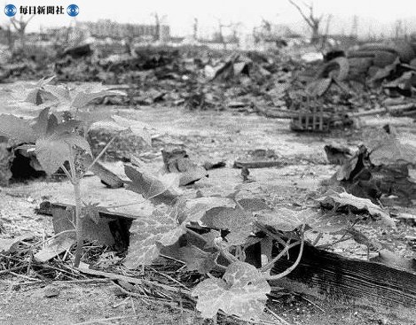 【広島】爆心地から約４００メートルのところに芽吹いたカボチャ（手前中央）とトウゴマ（左隣）の新芽＝１９４５（昭和２０）年９月１１日ごろ