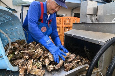 カキを洗浄する新沼治さん。手袋など石油化学製品は仕事に欠かせない＝岩手県大船渡市で2022年6月17日、奥田伸一撮影