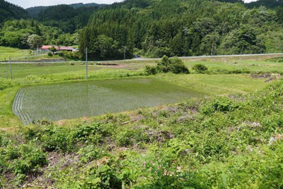 田植えを終えた水田や草の生えた土地がまだら模様になった一帯＝岩手県奥州市江刺伊手で2022年6月17日、釣田祐喜撮影