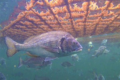 ノリ網の下に潜り込み育ったノリを食べるクロダイ＝神戸市須磨区の沿岸で2019年12月、兵庫県水産技術センター提供