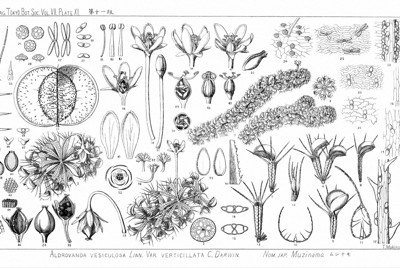 牧野富太郎が描いたムジナモの植物図＝植物学雑誌第7巻80号に掲載の論文より