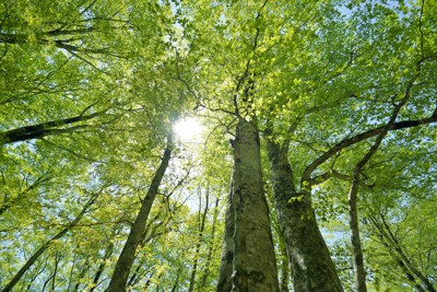 ブナ林の新緑＝長野市鬼無里の奥裾花自然園で2019年5月19日午前10時48分、手塚耕一郎撮影