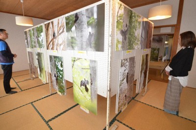 命をはぐくむ生態写真を紹介する「クマゲラの世界展」＝秋田県藤里町で2023年10月21日、田村彦志撮影