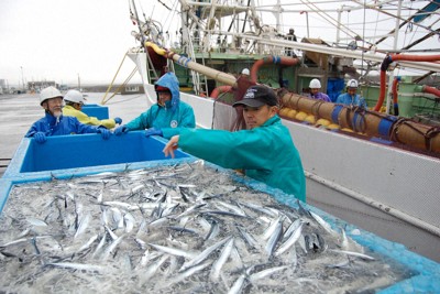 銚子漁港に初水揚げされたサンマ＝千葉県銚子市で2023年11月17日午後1時46分、古賀三男撮影