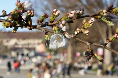 上野公園の桜＝東京都台東区で2023年3月14日、和田大典撮影