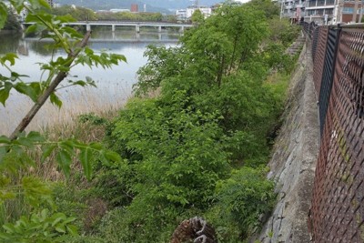 枯死したシダレヤナギの切り株が草木に埋もれていた＝広島市東区で2024年4月26日午前9時29分、宇城昇撮影