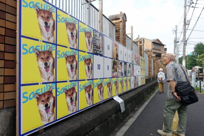 犬の写真で埋め尽くされた都知事選の候補者掲示板＝東京都文京区で2024年7月4日、武市公孝撮影