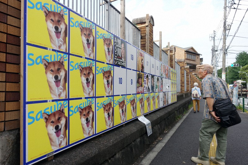 犬の写真で埋め尽くされた都知事選の候補者掲示板＝東京都文京区で2024年7月4日、武市公孝撮影