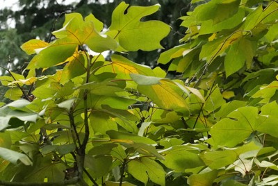 被爆樹木のアオギリの葉に一部、黄色い変色が生じている＝広島市中区で2024年7月15日午後6時38分、矢追健介撮影