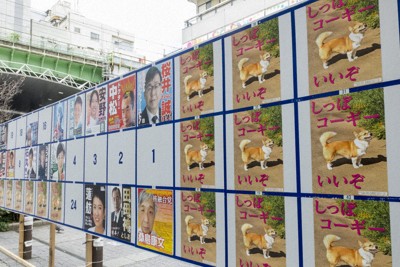 東京都知事選のポスター掲示板。犬の写真のポスターが大量に張られた＝髙橋勝視撮影