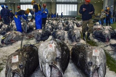 　水揚げされたクロマグロ＝5月、鳥取県境港市