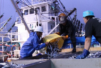 昨年比1・6倍の水揚げだが、依然として低水準のサンマの水揚げ＝根室市の花咲港で2024年8月17日午前4時8分、本間浩昭撮影