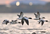 Common shelducks fly over the Wajiro tidal flats in Fukuoka's Higashi Ward on the evening of Dec. 23, 2024. (Mainichi/Takeshi Noda)