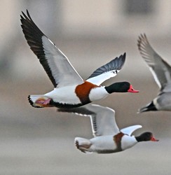 Common shelducks, whose status in Japan is vulnerable, fly over the Wajiro tidal flats in Fukuoka's Higashi Ward on Dec. 23, 2024. (Mainichi/Takeshi Noda)=Click/tap photo for more images.