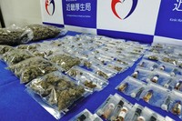 Cannabis liquid and dried marijuana seized by the Kinki Regional Bureau of Health and Welfare in a drug sales case involving suspects including young people are seen on Dec. 12, 2024, in Osaka's Chuo Ward. Cannabis use has been criminalized under Japanese law. (Mainichi/Kazuki Iwamoto)