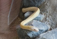 An albino Japanese rat snake is seen in Iwakuni, Yamaguchi Prefecture, in this Aug. 6, 2024, file photo. (Mainichi/Yosuke Tsuyuki)