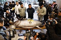 This photo shows the bluefin tuna that fetched 207 million yen ($1.3 million) during the year's first auction at Tokyo's popular Toyosu fish market on Jan. 5, 2025. (Kyodo)