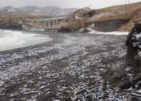 This photo shows beached sardines in Matsumae, Hokkaido, on Dec. 29, 2024. (Photo courtesy of the town of Matsumae)(Kyodo)