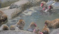 Monkeys take a long soak in an open-air bath at Fukuoka Zoo in Fukuoka's Chuo Ward on Jan. 4, 2025. (Mainichi/Kentaro Nagaoka)