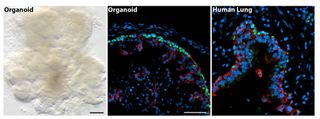 lab-grown Mini-lung